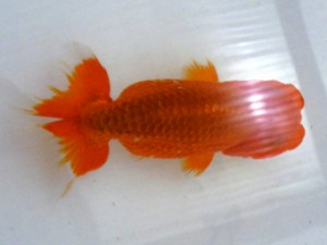 銚子愛魚会　二歳会　西大関　海老忠雄
