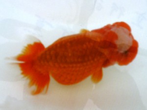 銚子愛魚会　二歳会　立行司　植村　薫
