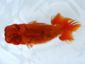 銚子愛魚会　二歳会　取締一　実川久志
