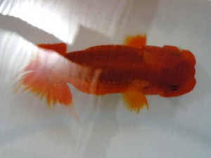 銚子愛魚会　二歳会　取締二　平山一彦
