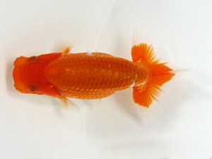 浜松愛魚会　第一回研究会　東大関　鈴木和男