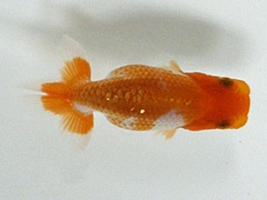 浜松愛魚会　第一回研究会　立行司　小澤忠幸