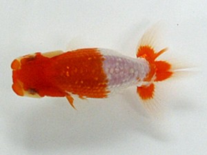 浜松愛魚会　第一回研究会　取締一　河内恵子