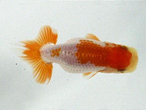 浜松愛魚会　第一回研究会　取締二　安藤　寛