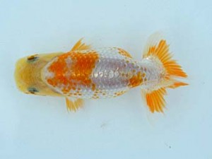 観栄らんちう会　第1回研究会　二席　田島　貢