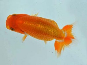 観栄らんちう会　第1回研究会　四席　川口久男