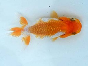 観栄らんちう会　第1回研究会　一席　芦川博康