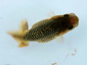 観栄らんちう会　第1回研究会　二席　飯島紳一