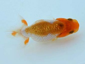 観栄らんちう会　第1回研究会　三席　清田良也