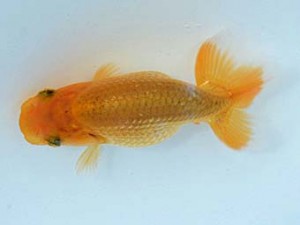 観栄らんちう会　第1回研究会　四席　飯島紳一