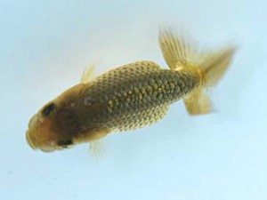 観栄らんちう会　第1回研究会　五席　芦川博康