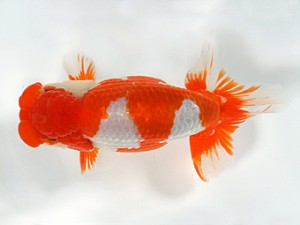 錦友会　二歳会　東大関　田中康浩