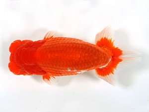 錦友会　二歳会　西大関　鈴木和男