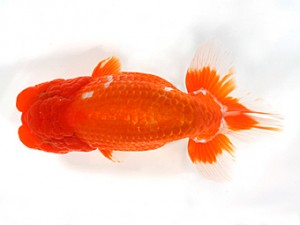 錦友会　二歳会　立行司　杉浦　智