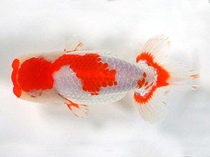 錦友会　二歳会　取締一　鈴木克己