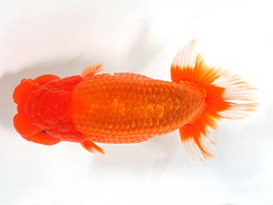 錦友会　二歳会　取締二　鈴木和男