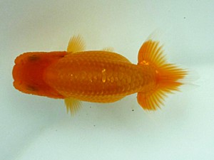 楽友らんちう会　第一回研究会　第一位　安中　浩