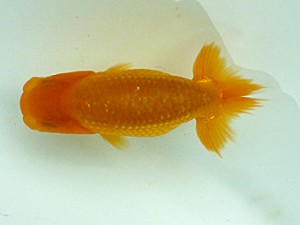 楽友らんちう会　第一回研究会　第二位　佐野　勝