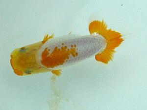 楽友らんちう会　第一回研究会　第三位　矢ケ崎伸司