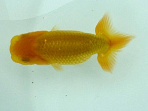 楽友らんちう会　第一回研究会　第四位　金野一昭