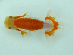 楽友らんちう会　第一回研究会　第五位　松本　浩