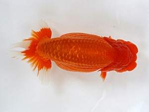 愛媛らん友会　二歳会　東大関　鷹岡みどり(松山）