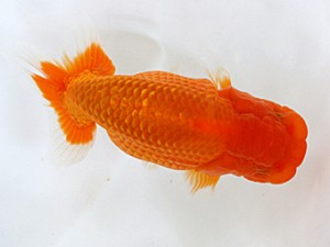 愛媛らん友会　二歳会　西大関　平田哲也(徳島）