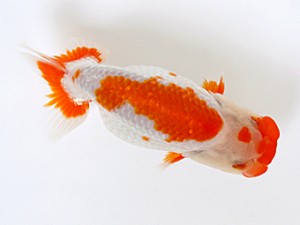 愛媛らん友会　二歳会　立行司　仙波睦美(松山）