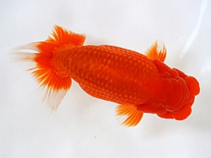 愛媛らん友会　二歳会　取締二　吉成志朗(徳島）