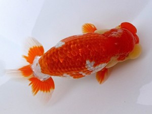 両毛愛魚会　二歳会　東大関　中村正志