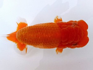 両毛愛魚会　二歳会　西大関　柿沼佐吉