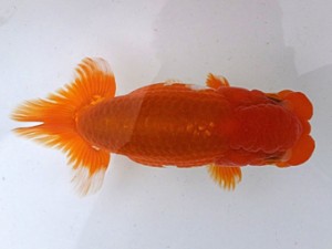 両毛愛魚会　二歳会　取締一　中村正志