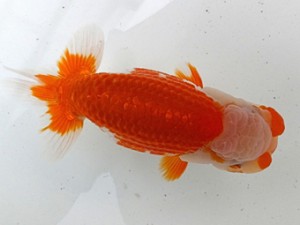 両毛愛魚会　二歳会　取締二　高田俊昭