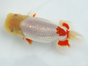 静岡らんちう同好会　二歳会　東大関　鈴木正義