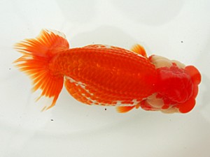 静岡らんちう同好会　二歳会　薮谷満男