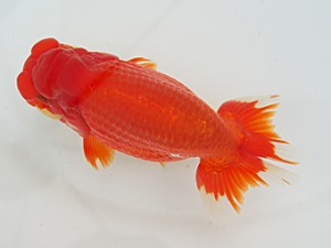 静岡らんちう同好会　二歳会　東取締　　石田道夫