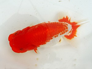 静岡らんちう同好会　二歳会　西取締　荻島裕之