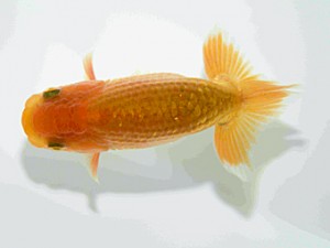 天狗會　第一回研究会　特選2　中村健一
