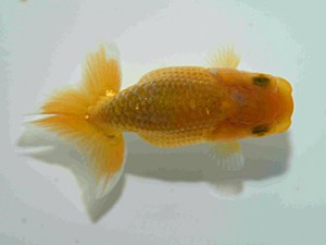 天狗會　第一回研究会　特選3　斉藤嘉津雄
