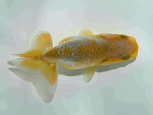 天狗會　第一回研究会　特選4　斉藤嘉津雄
