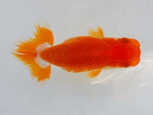 横浜観魚会　第一回研究会　2位　瀬野正樹