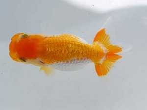 横浜観魚会　第一回研究会　3位　藤川直子