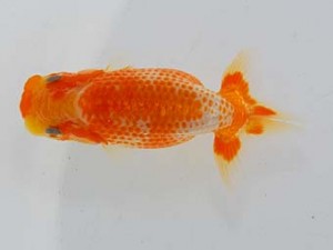 横浜観魚会　第一回研究会　4位　加藤貞信