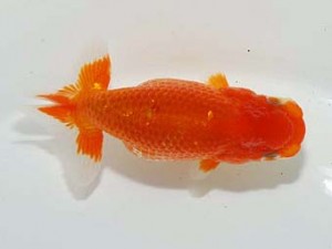 横浜観魚会　第一回研究会　5位　矢作雄一