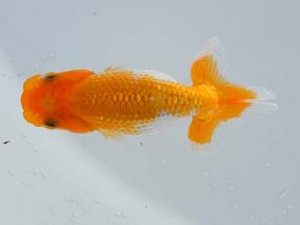 錦蘭会　春季品評大会　3位　松村賢伸