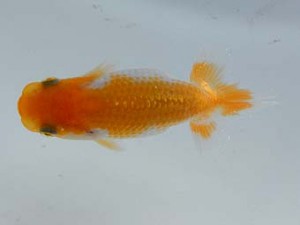 横浜観魚会　第一回研究会　4位　野中光夫