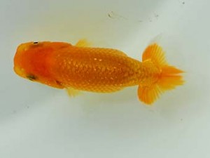 横浜観魚会　第一回研究会　5位　竹之内博幸