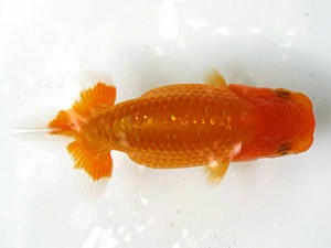 愛魚会　第一回研究会　一位　林 和明