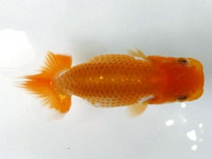 愛魚会　第一回研究会　二位　柴山芳昭