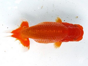 愛魚会　第一回研究会　三位　矢作雄一